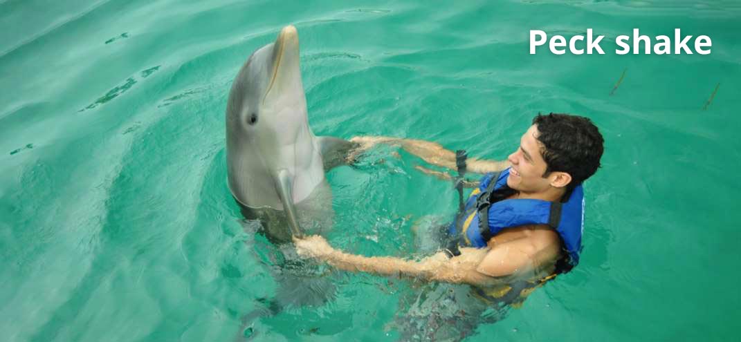 dance with a dolphin in ocean adventures
