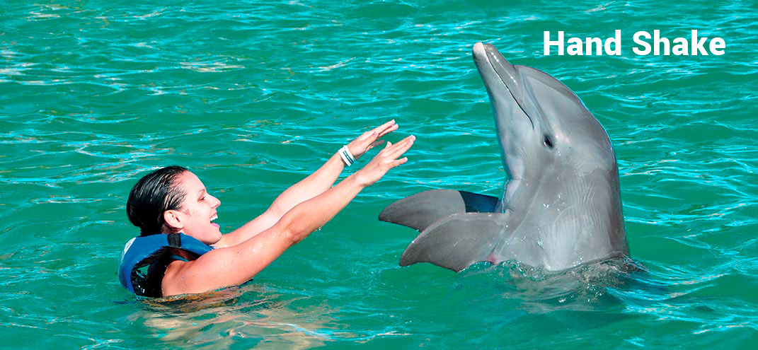 lady dancing with a dolphin in punta cana