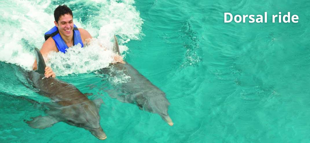 dolphin hug