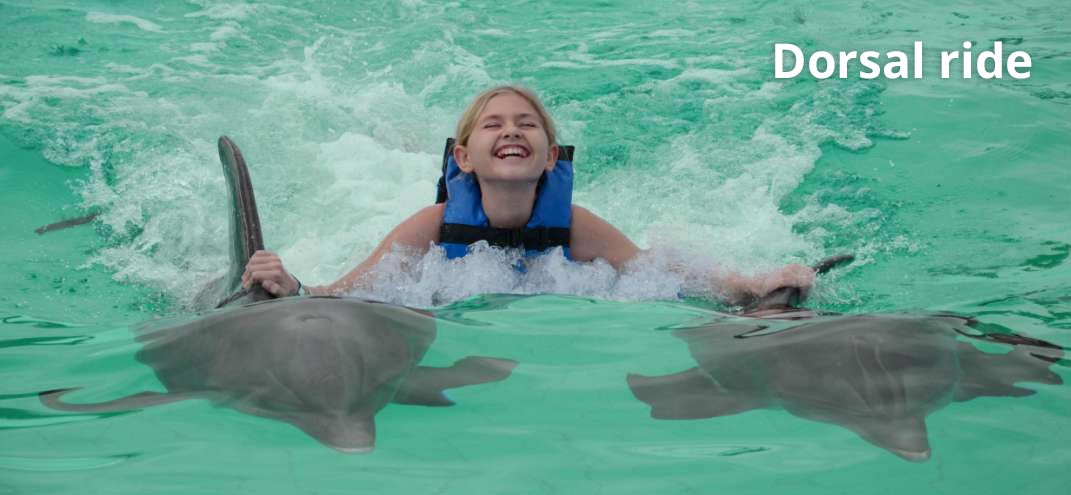 dorsal with a dolphin in punta cana
