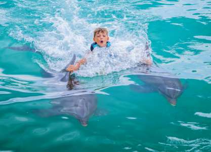 dolphin royal swim